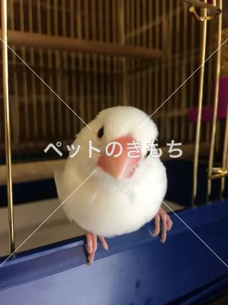 迷子鳥の画像