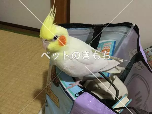 迷子鳥の画像