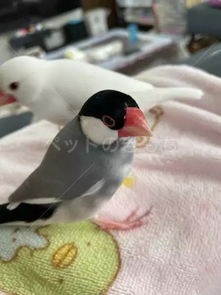 コメントの画像