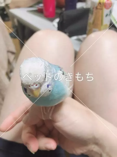 迷子鳥の画像