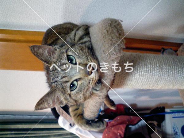 迷い猫の写真