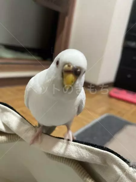 迷子鳥の画像