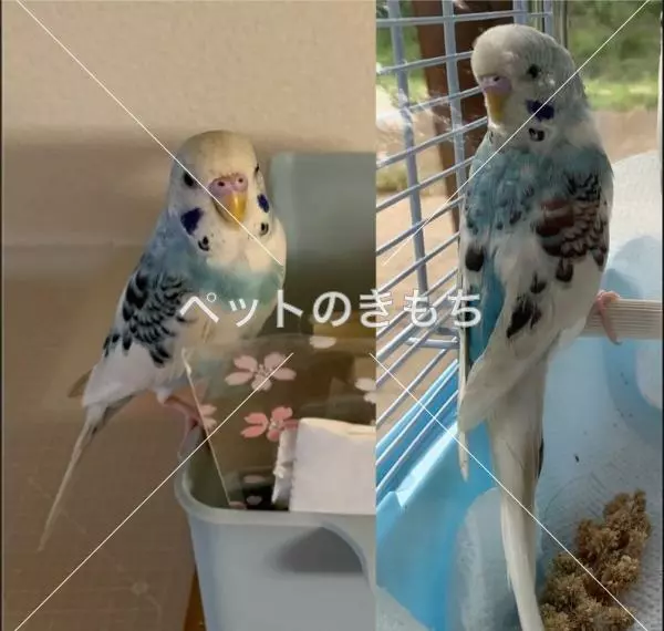 迷子鳥の画像