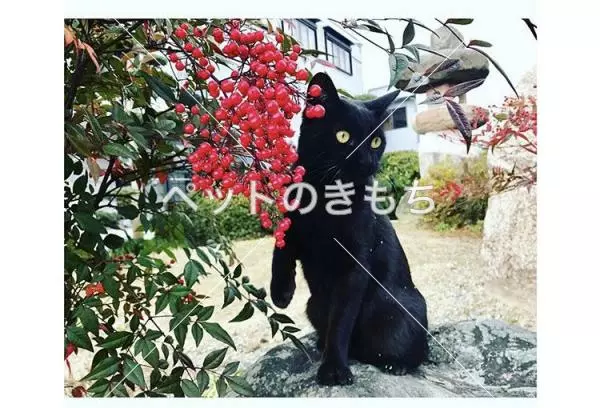 迷子猫の画像