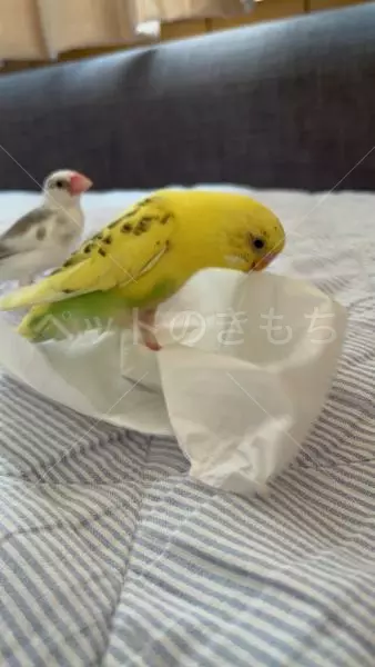 迷子鳥の画像