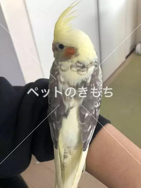 迷子鳥の画像