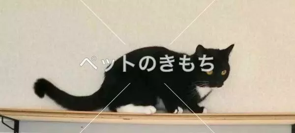 迷子猫の画像