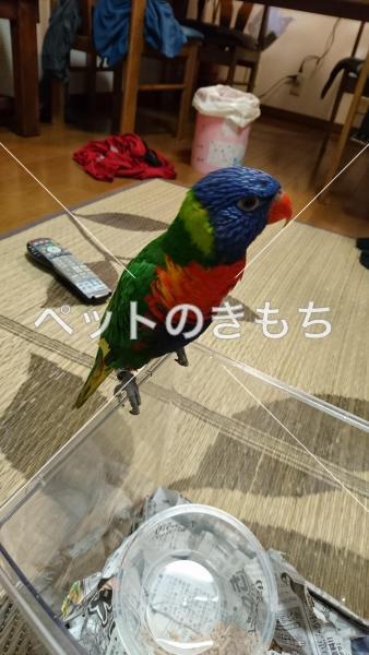 迷子鳥の画像