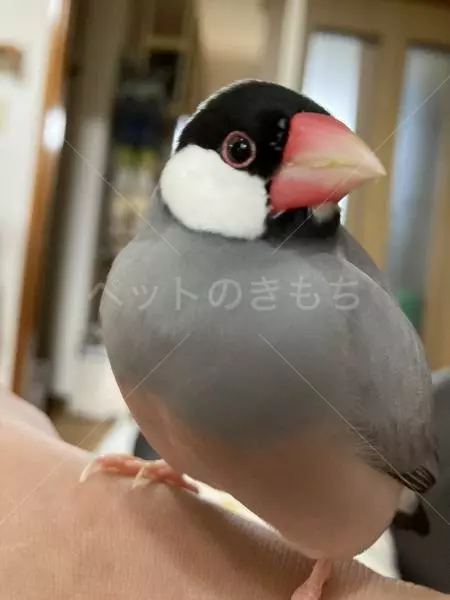 迷子鳥の画像