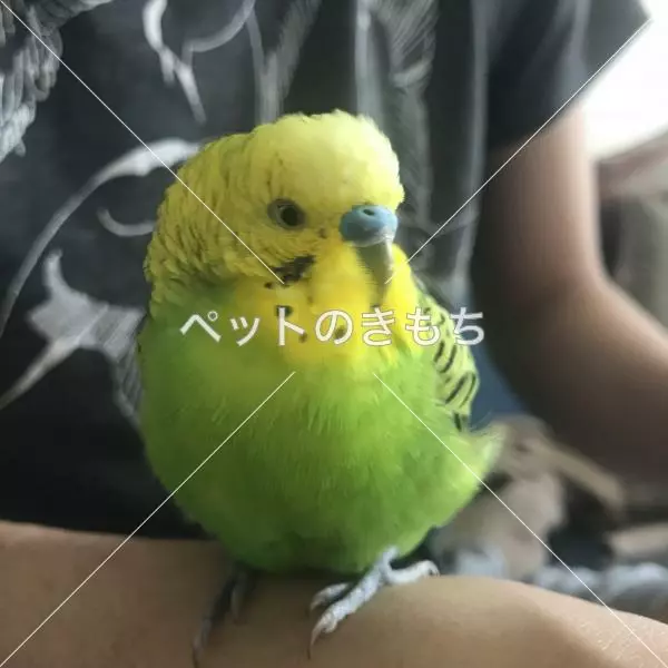保護鳥の画像