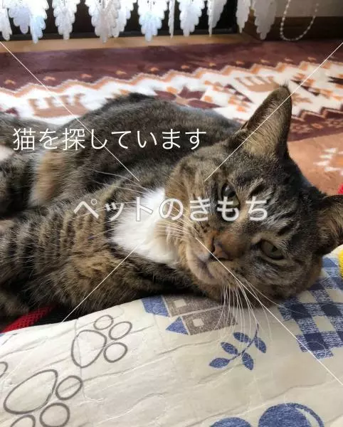 迷子猫の画像