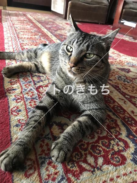 迷い猫の写真