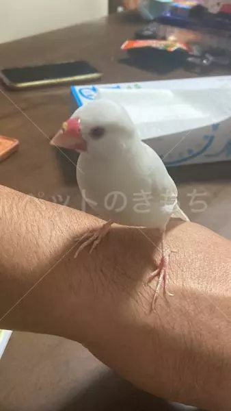 迷子鳥の画像