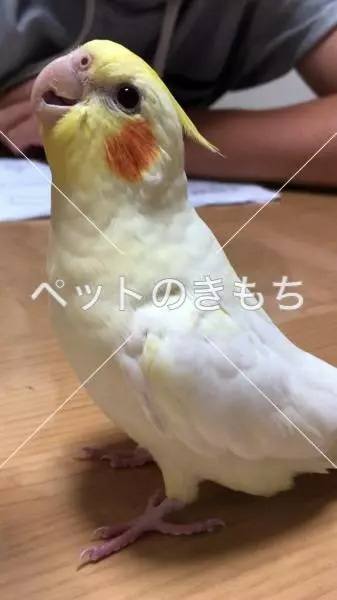 迷子鳥の画像