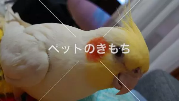 迷子鳥の画像