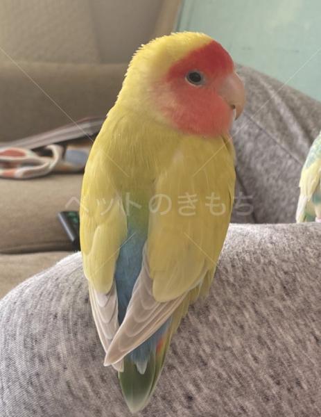 迷子鳥の画像