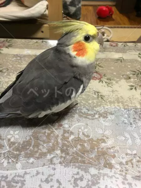 迷子鳥の画像