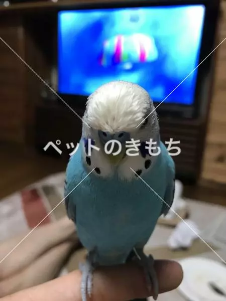 迷子鳥の画像