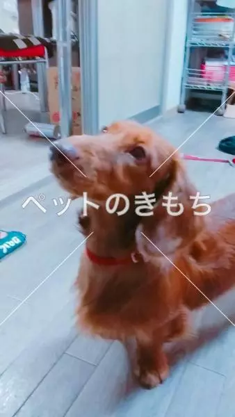 保護犬の画像