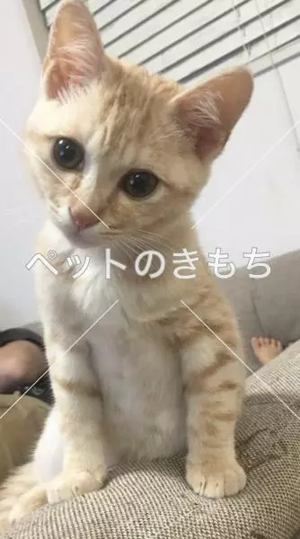 迷子猫の画像
