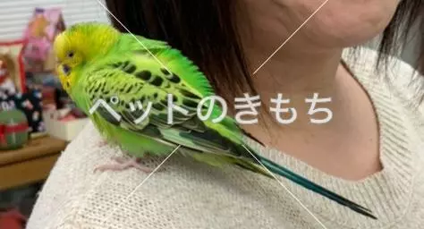 保護鳥の画像