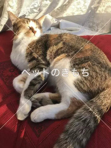 迷子猫の画像