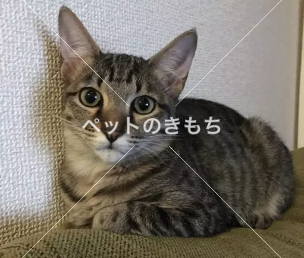 迷子猫の画像