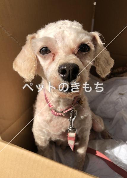 保護犬の写真