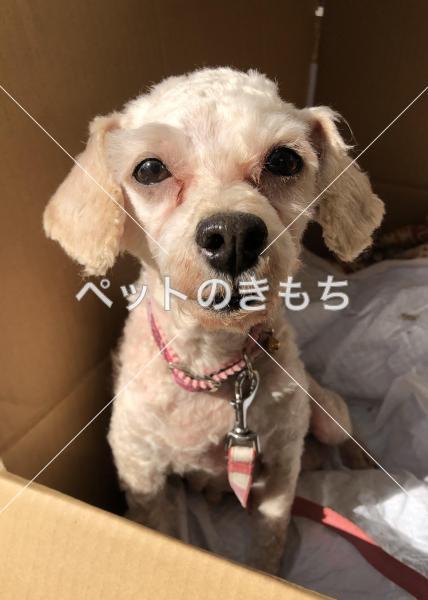 保護犬の画像