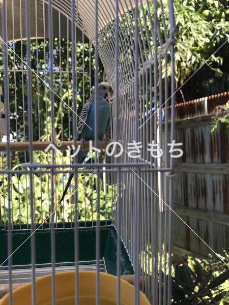 迷い鳥の写真