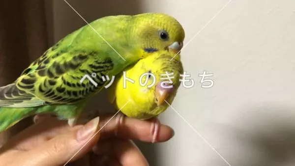 迷子鳥の画像