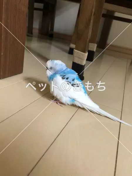 迷子鳥の画像