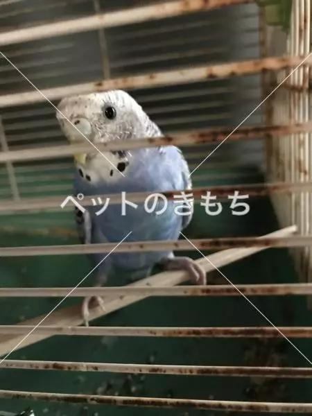 コメント投稿の画像