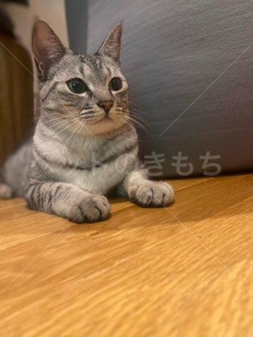 迷子猫の画像