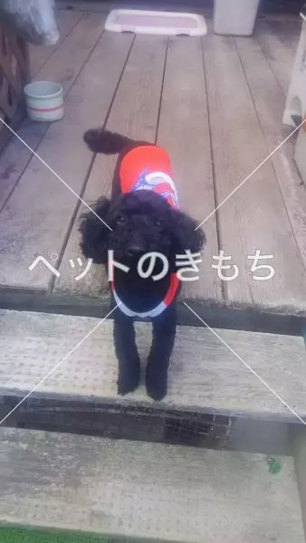 迷子犬の画像