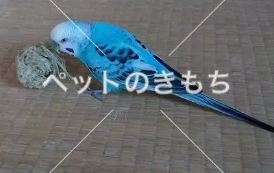 迷子鳥の画像
