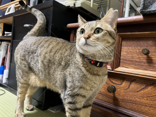 迷子猫の画像