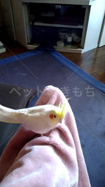 迷子鳥の画像
