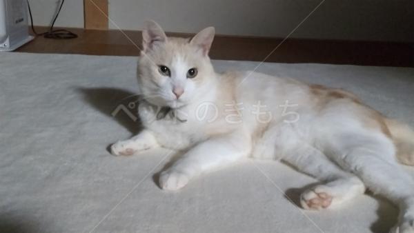 迷子猫の画像