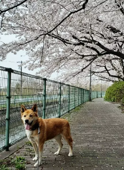 迷子犬の画像