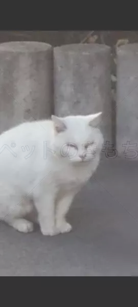 迷子猫の画像
