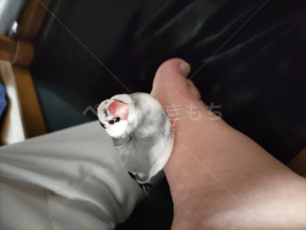 迷子鳥の画像