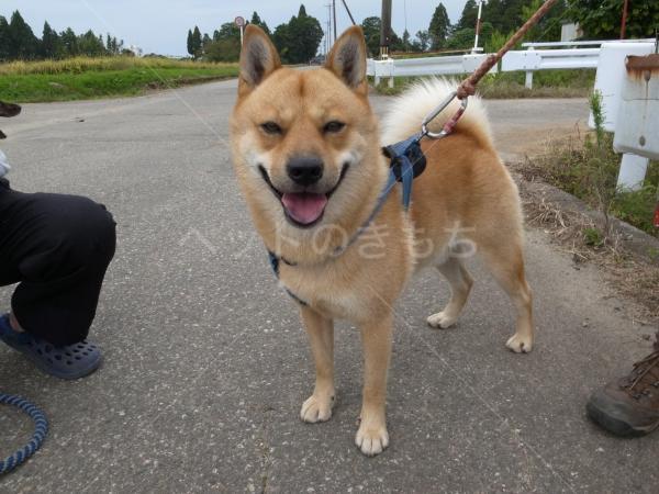 迷子犬の画像