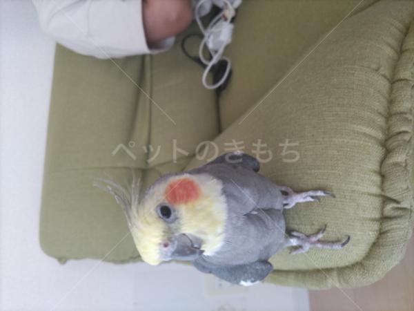 迷子鳥の画像