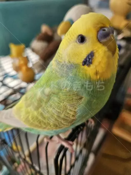 迷子鳥の画像