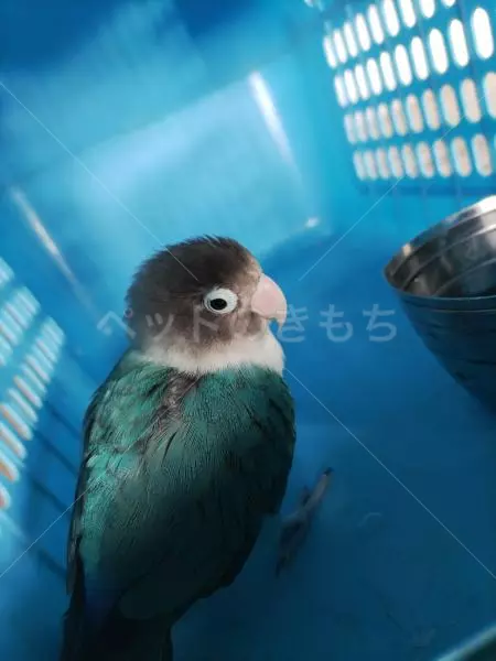 コメントの画像