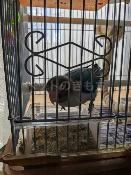 コメントの画像