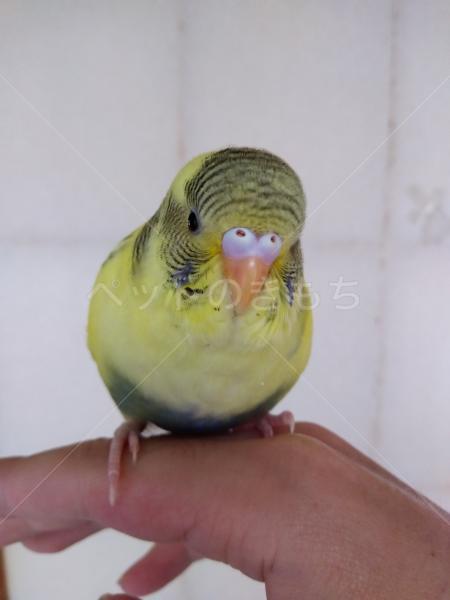 迷子鳥の画像
