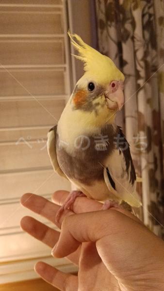 迷子鳥の画像