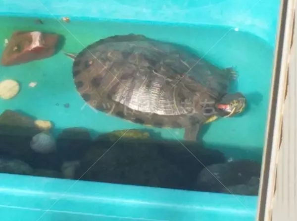 迷子ペットの画像